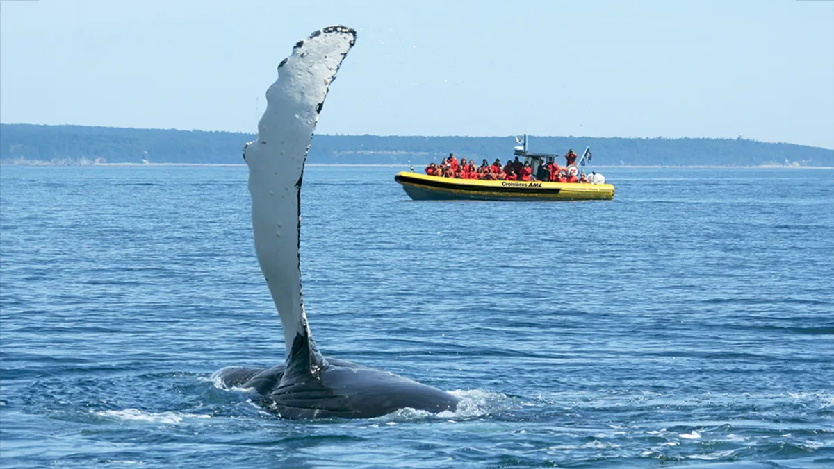 Observation des baleines en zodiac