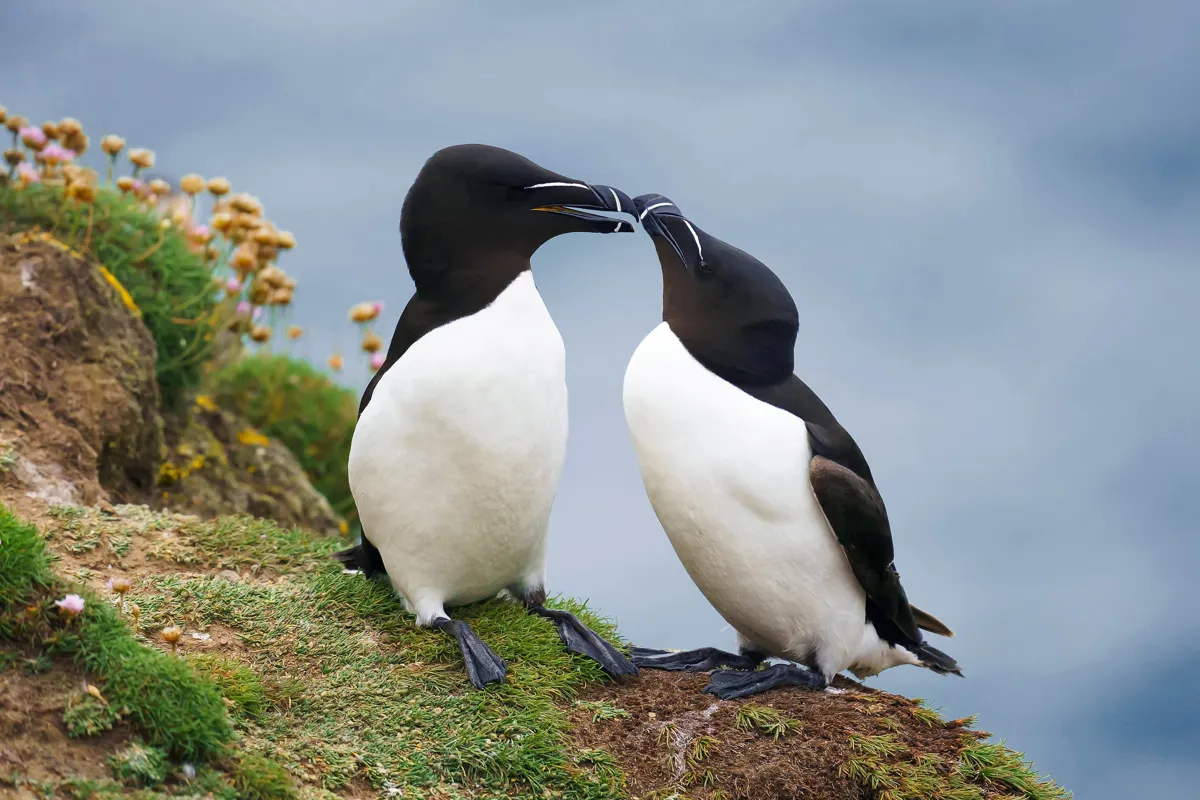 Croisière feux d'artifice à Montréal