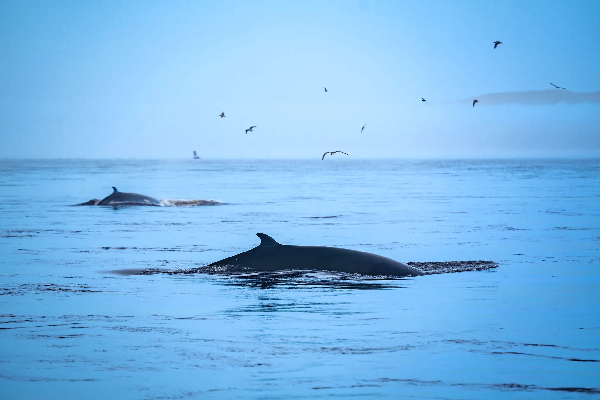 Croisières AML - Observation des baleines